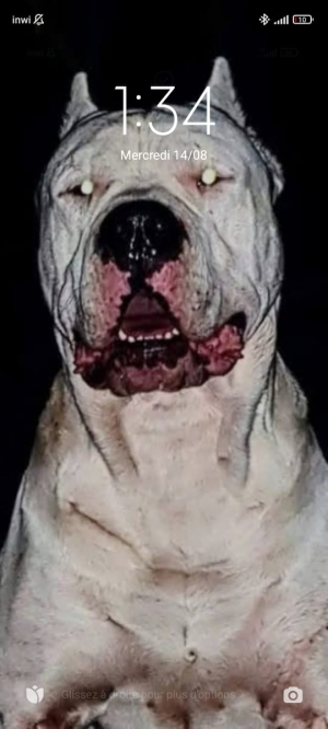 Dog argentin