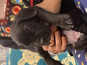 Cane corso