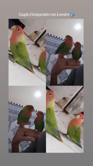 Une meilleure couple d'inséparable roze