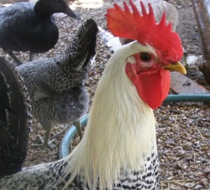 coq baldi