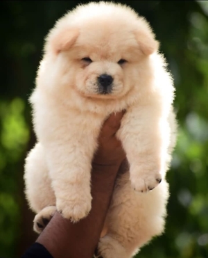 Chowchow