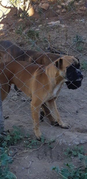 Couple boxer