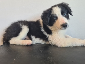 Border collie