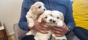 Bichons maltais 7 semaines