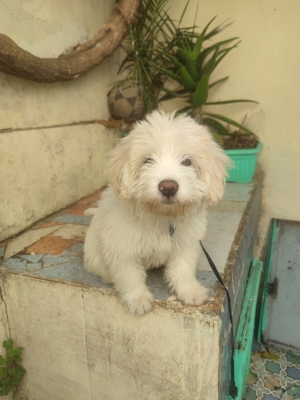 Chien bichon maltais