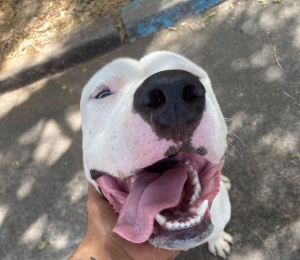 Dog argentin