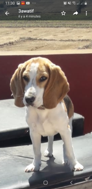 Femelle beagal