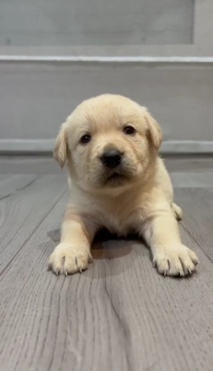 Labrador