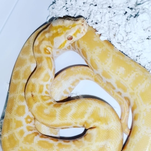 Albino python