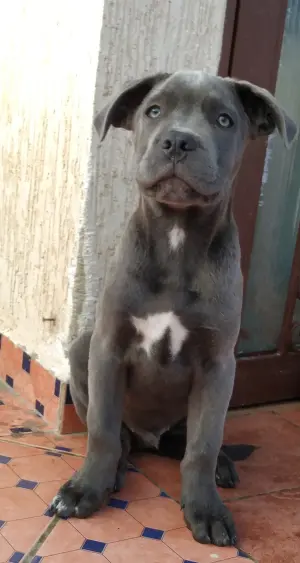 Top chiot cane corso