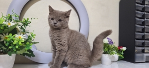 British & Scottish Fold