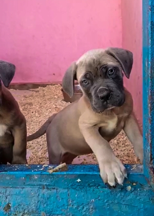 Cane Corso 🇮🇹