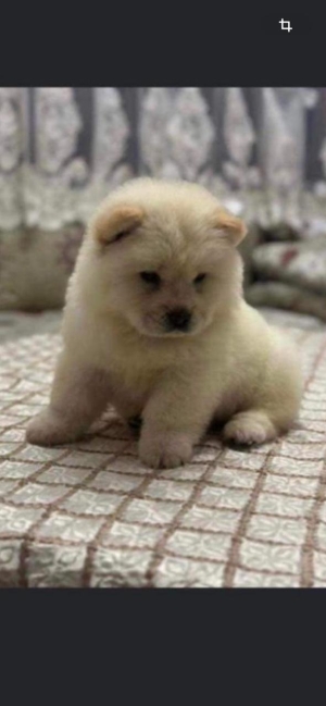 chow chow