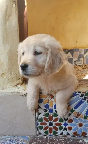 Golden retriever