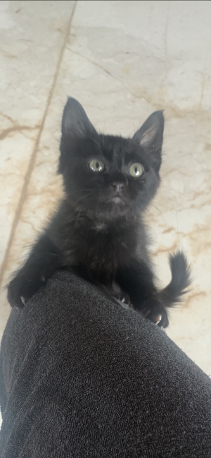 Donation très beau chaton oujda