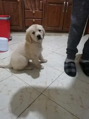 Chiots golden retriever