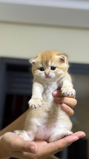 British shorthair golden ny25 female