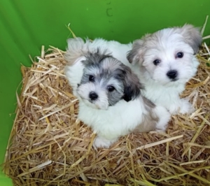 Bichon havanais