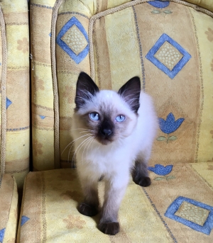 Siamois