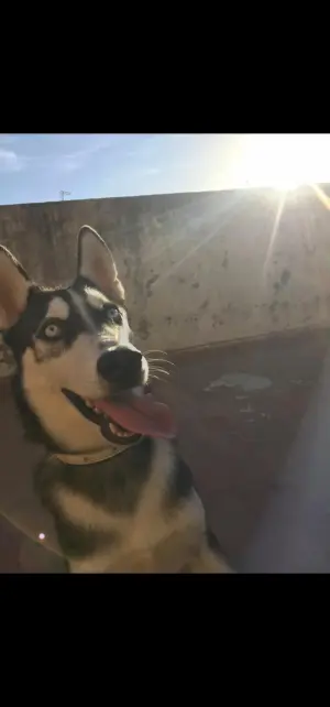 Husky