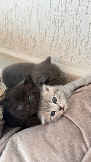 Scottish fold & british