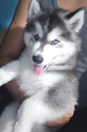 Chiot Husky Sibérien Pur Race Poil Long