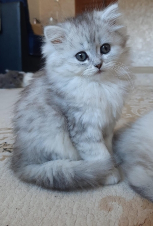 Adorables chatons à vendre