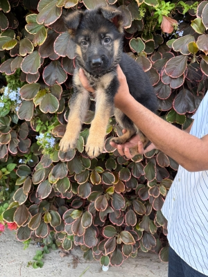 Berger allemand