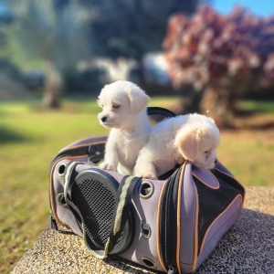 Bichon