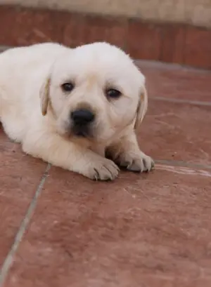 chiots labrador