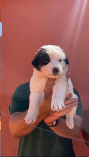Chien d’atlas (aidi atlas )