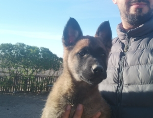 Chiot malinois