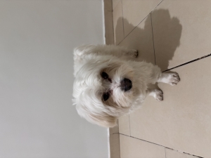 Bichon maltais pour adoption