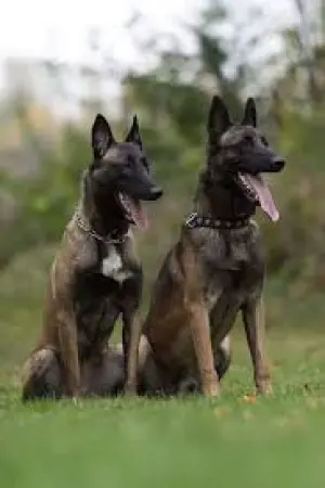 Malinois de pure race