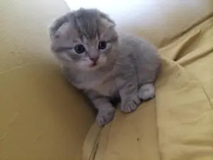 scottish fold