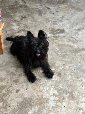 petite chienne black🐶🖤