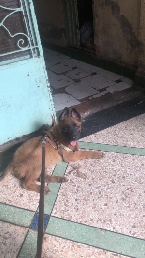 malinois femelle