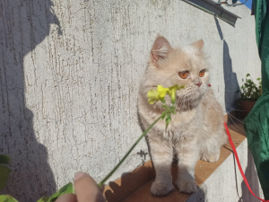 chat british longhair mâle