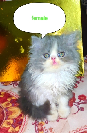 Persan pure