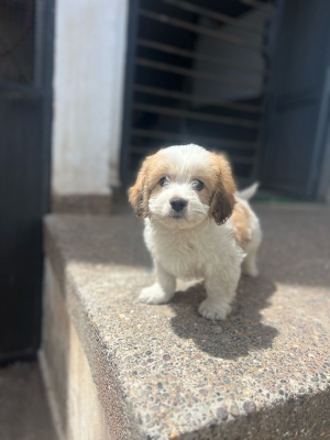 Chiot Bichon Maltais de 3 mois à vendre sur Casablanca.  🐶