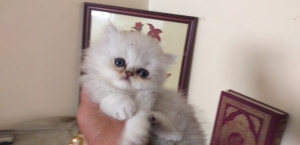 persan chinchilla