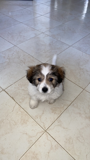 Chien bichon 60jours