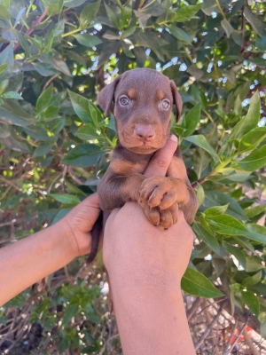 Doberman