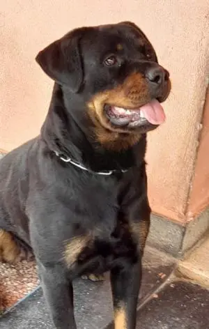 Femelle chiot rottweiler 50 jours