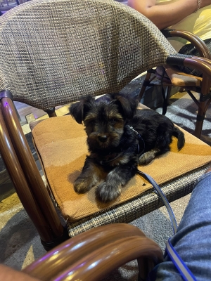 YORKSHIRE CHIOT