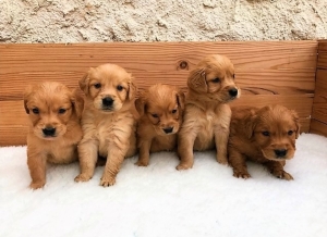 Golden retriever