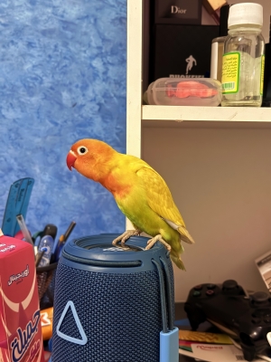 Inseparable dressé avec cage