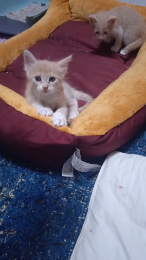 A Adopter
