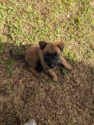 Vente de chiots malinois