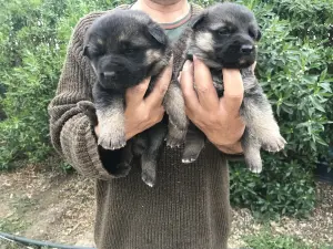 Chiot berger allemand